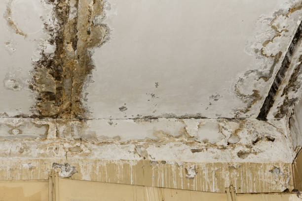 Best Mold Remediation for Healthcare Facilities  in USA